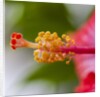 Close-up of Hibiscus flower by Anonymous