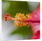 Close-up of Hibiscus flower by Anonymous