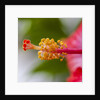 Close-up of Hibiscus flower by Anonymous