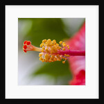 Close-up of Hibiscus flower by Anonymous