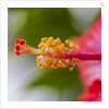 Close-up of Hibiscus flower by Anonymous