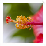 Close-up of Hibiscus flower by Anonymous