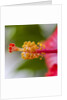 Close-up of Hibiscus flower by Anonymous