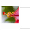 Close-up of Hibiscus flower by Anonymous