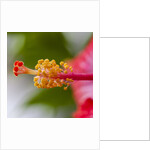 Close-up of Hibiscus flower by Anonymous