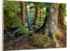 Forest along the Zig Zag River by Anonymous