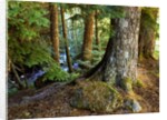 Forest along the Zig Zag River by Anonymous