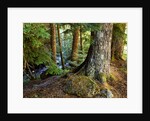 Forest along the Zig Zag River by Anonymous