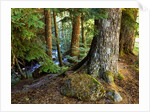 Forest along the Zig Zag River by Anonymous