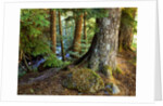 Forest along the Zig Zag River by Anonymous