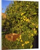 Anjou pears by Anonymous