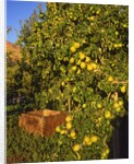 Anjou pears by Anonymous