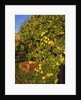 Anjou pears by Anonymous