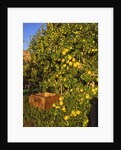 Anjou pears by Anonymous