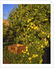 Anjou pears by Anonymous