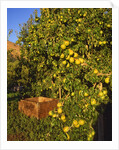 Anjou pears by Anonymous