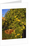 Anjou pears by Anonymous