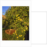 Anjou pears by Anonymous