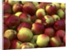 McIntosh apples by Anonymous