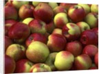 McIntosh apples by Anonymous