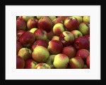 McIntosh apples by Anonymous