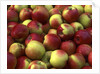 McIntosh apples by Anonymous