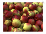 McIntosh apples by Anonymous