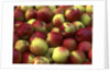 McIntosh apples by Anonymous