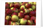 McIntosh apples by Anonymous