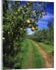 Bartlett pears by Anonymous