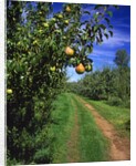 Bartlett pears by Anonymous