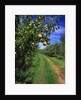 Bartlett pears by Anonymous
