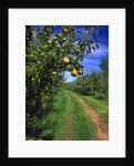 Bartlett pears by Anonymous