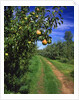 Bartlett pears by Anonymous