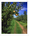 Bartlett pears by Anonymous