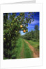 Bartlett pears by Anonymous