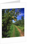 Bartlett pears by Anonymous