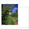Bartlett pears by Anonymous