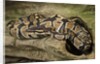Ball Python by Anonymous