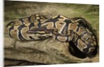 Ball Python by Anonymous