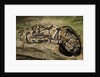 Ball Python by Anonymous
