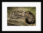 Ball Python by Anonymous