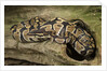 Ball Python by Anonymous