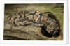 Ball Python by Anonymous