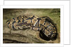 Ball Python by Anonymous