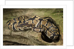 Ball Python by Anonymous