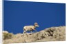 Bighorn Sheep by Anonymous