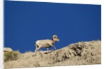 Bighorn Sheep by Anonymous