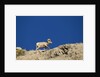 Bighorn Sheep by Anonymous