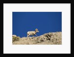 Bighorn Sheep by Anonymous